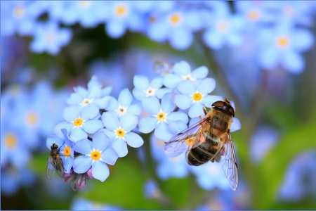 pčela na cvjetu