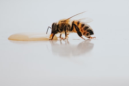 Hranilica pčele