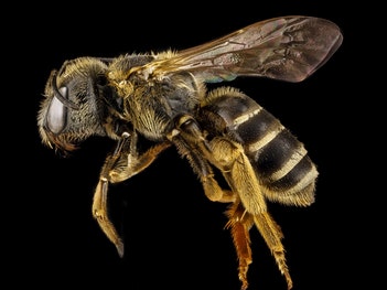 Pčela radilica