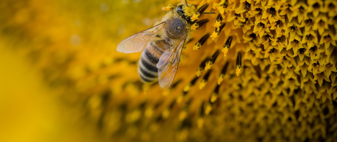 Pčela varoa