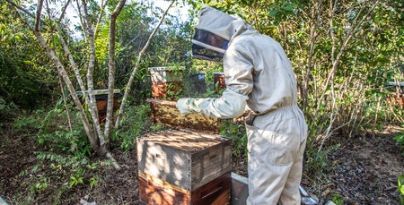 Umjetno rojenje pčela